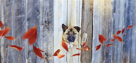 Premium Photo Autumn Pet Yellow Leaves Concept Seasonal