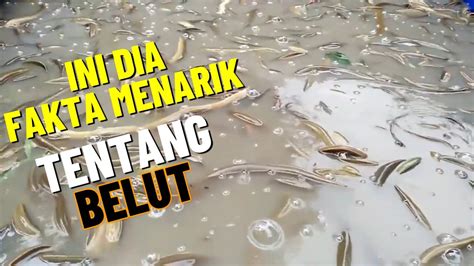 Bukan Hanya Licin Ini Dia Fakta Menarik Tentang Belut Youtube