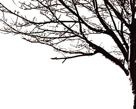 Tree Branch Silhouette Png