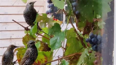 Spreeuwen Eten Druivenrank Kaal Zelf Geschoten Vroege Vogels Bnnvara