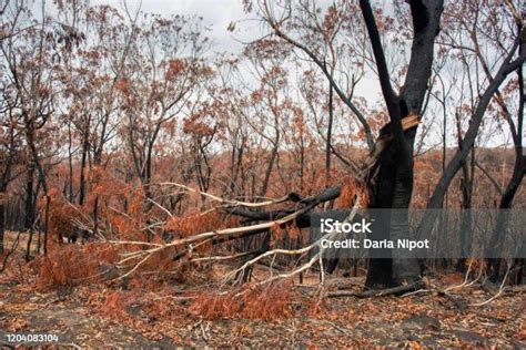 Consecuencias De Los Incendios Forestales Australianos Árboles De