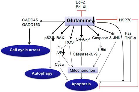 Ijms Free Full Text Targeting Glutamine Induces Apoptosis A Cancer