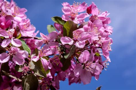 Crabapple Trees Blooming stock photo. Image of signs - 37758464