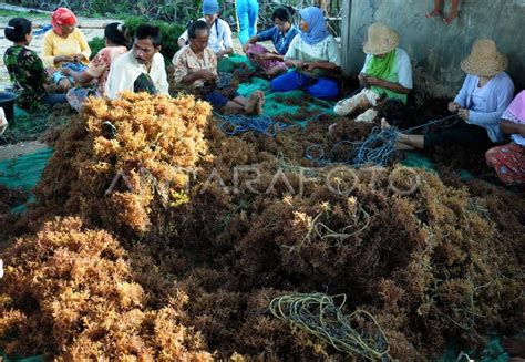 Panen Rumput Laut Antara Foto