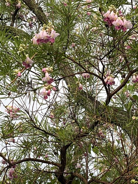 Tree with beautiful bell flowers and needle leaves : r/whatsthisplant