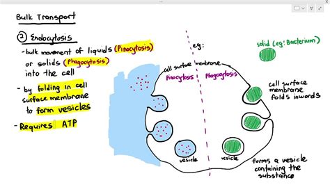 4 15 Bulk Transport Endocytosis And Exocytosis Cambridge As And A Level