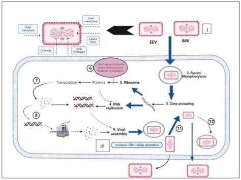 Biomedicines Free Full Text An Updated Review On Monkeypox Viral