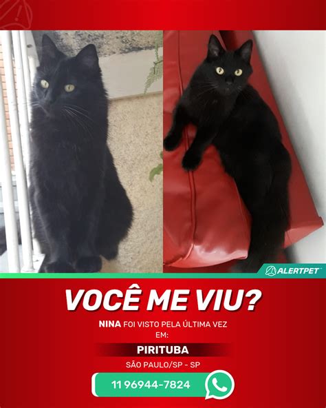 Gato Perdido São Paulo SP SP Nina AlertPet