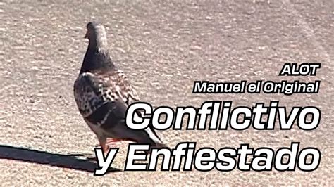 ALOT Manuel El Original Conflictivo Y Enfiestado Visualizer