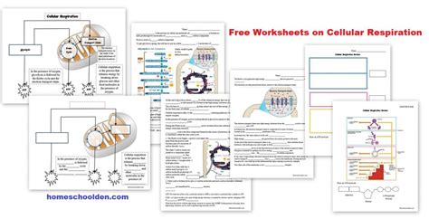 Cellular Respiration Overview Worksheets