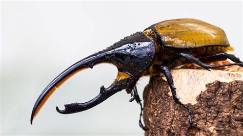 Hercules Beetle The Titan Insect With Giant Horns For Love And War