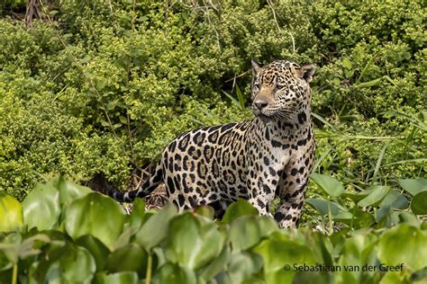 Pantanal jaguar safaris - Photographing the jaguars of the Pantanal