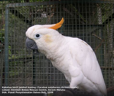 10 Burung Asli Indonesia Yang Terancam Punah