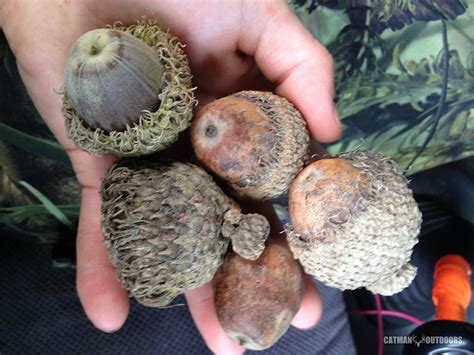 Bur Oak Acorn Pictures Sale Online