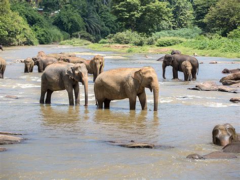 Elephant Orphanage in Sigiriya, Sri Lanka - Elephant Shelter