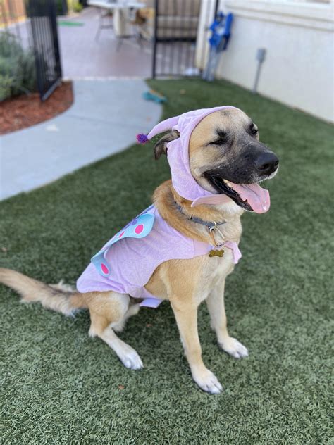 My Anatolian/German shepherd mix rescue dressed as the cutest butterfly