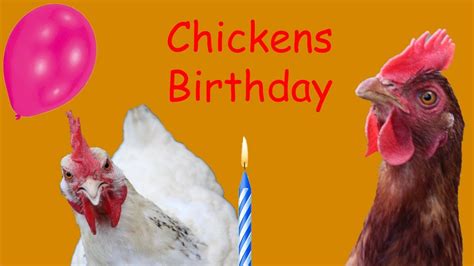 HAPPY BIRTHDAY CHICKENS YouTube