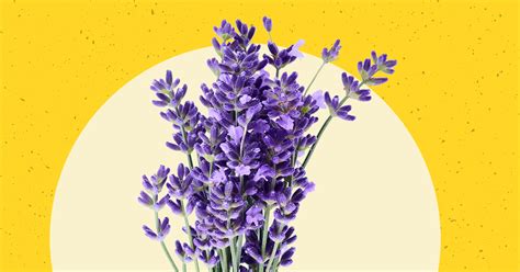 5 Lavender Uses and Benefits | Greatist