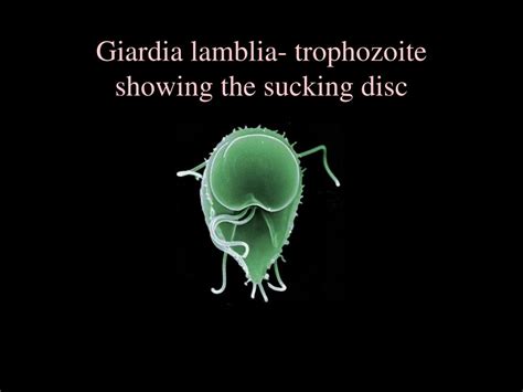 Ppt Intestinal Protozoa Giardia And Balantidium Trichomonas Vaginalis Powerpoint Presentation