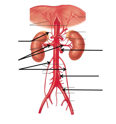 Anatomy 2 Test 2 Vasculature Deep Abdominal Diagram Quizlet