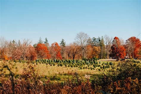 Take a Family-Friendly Hike at the Tree Farm Trail – Conservancy for ...