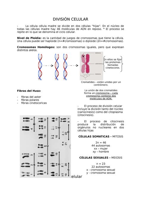 Ciclo Celular Embriologia Divisi N Celular La C Lula C Lula Madre