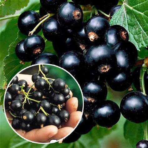 Смородина черная титания саженец купить на OZON по низкой цене (1557759483)