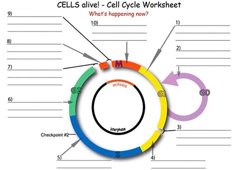 Cells Alive Cell Cycle Worksheet