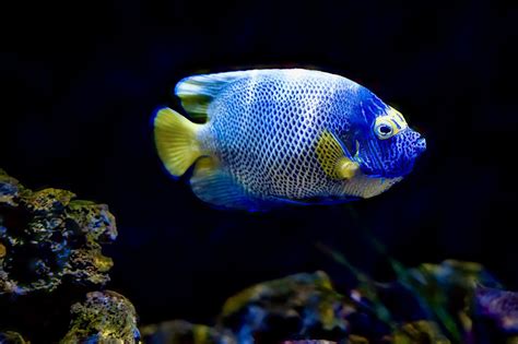 40 Free Angelfish Fish Images Pixabay