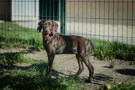 Apagi Layla Chien Braque Allemand Poil Court La Robe Marron