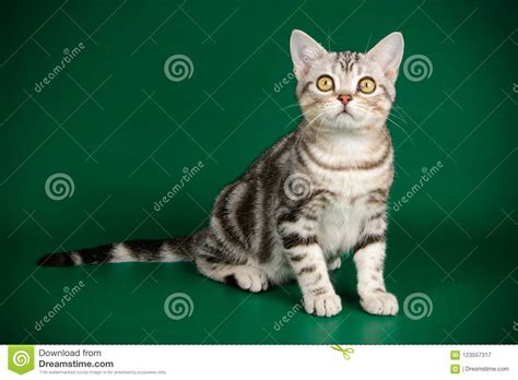 Gato Americano Do Shorthair Em Fundos Coloridos Imagem De Stock