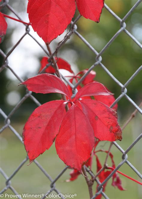 Red Wall® - Virginia creeper - Parthenocissus quinquefolia | Proven Winners