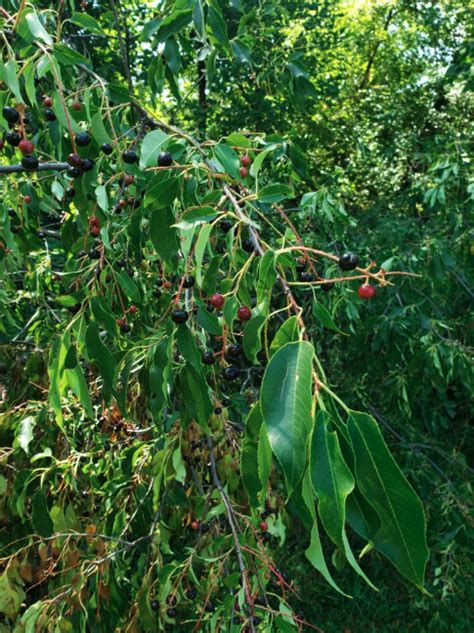 How To Grow And Care For Hackberry Trees Celtis Occidentalis