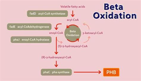 Beta Oxidation Knowledge Quester