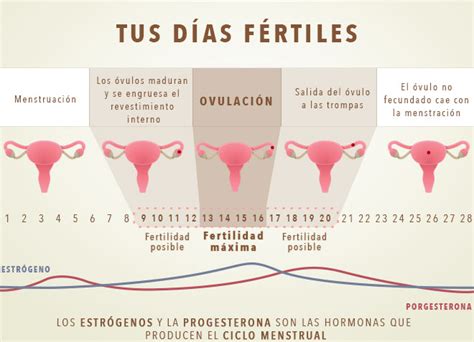 Tus D As F Rtiles Infogen