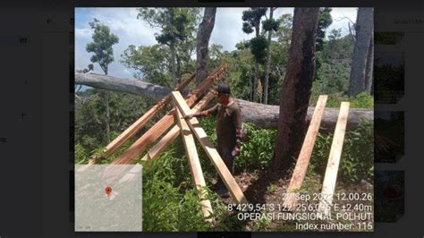 Walhi Ntt Desak Aph Tindak Tegas Terduga Pelaku Perambahan Hutan Di