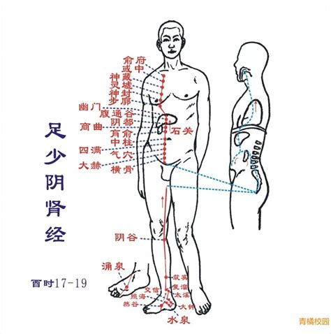 【针灸】肾经、心包经、三焦经经经络循行图！收图！