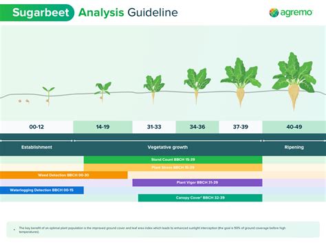 Growing Sugar Beet Sugar Beet Analytics Solutions Agremo