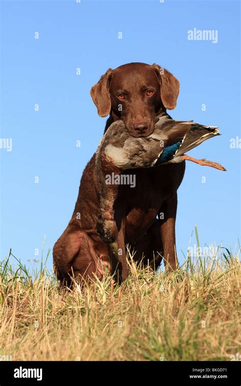 Chesapeake Bay Retriever bei der Jagd / Chesapeake Bay Retriever with ...