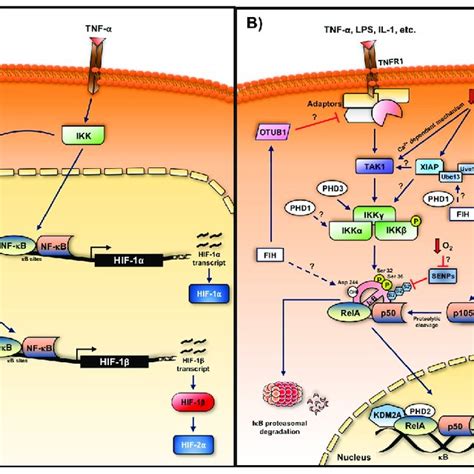 Levels Of Crosstalk Between The Hif And The Nf B Pathways A Nf B