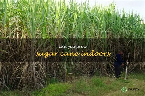 Indoor Gardening How To Grow Sugar Cane In Your Home Shuncy