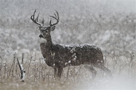 Deer in Snow Wallpaper - WallpaperSafari