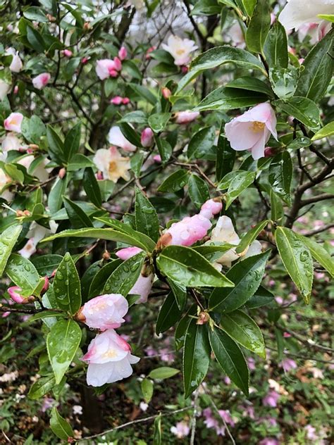 Camellia True Species - Free photo on Pixabay - Pixabay