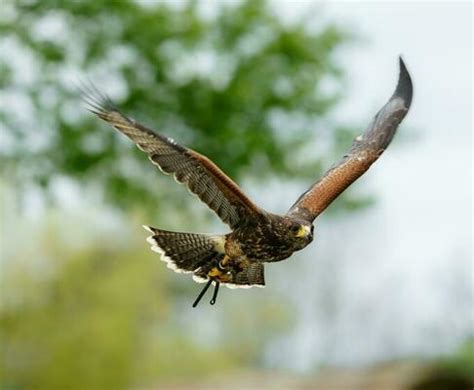 Flying Hawk Stock Photos, Images and Backgrounds for Free Download