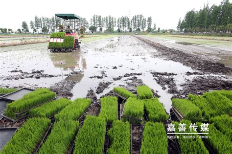 我县今年水稻机械化插秧全面展开