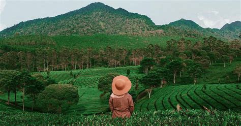 Liburan Ke Kebun Teh Sukawana Bandung Tour Bandung