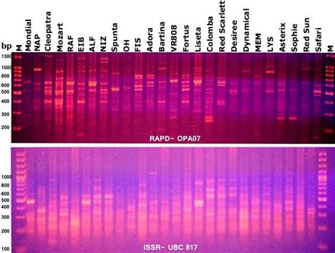 Dna Polymorphasim Of Potato Genotypes Based On Rapd Pcr Using Opa07 Download Scientific Diagram