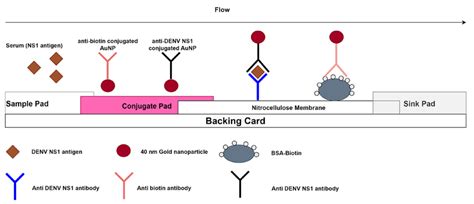 Schematic Illustration Of The Dengue Ns1 Rapid Antigen Test Download