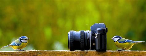 Mejores Cámaras Para Fotografía De Aves Andean Great Treks