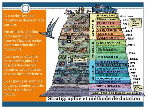 PPT Les preuves de lévolution PowerPoint Presentation free download